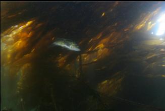 COPPER ROCKFISH UNDER THICK KELP CANOPY