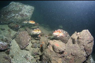 copper rockfish at bottom of wall