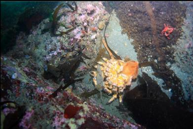 dead or moulted Puget Sound king crab