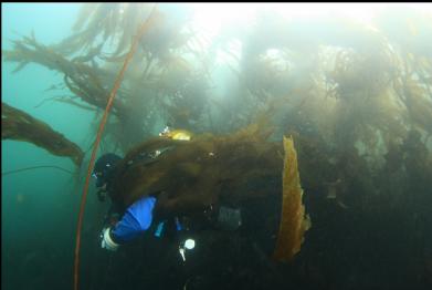 through the kelp