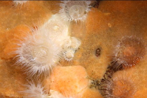anemones and yellow tunicate colony