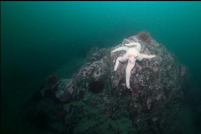 seastar on deeper reef