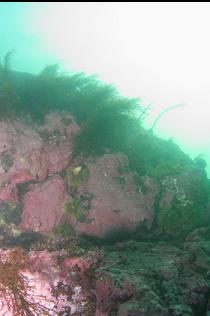 CORALLINE ALGAE, URCHINS AND KELP IN SHALLOWS