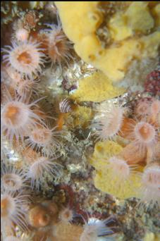 SPONGE AND ZOANTHIDS