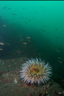 fish-eating anemone and puget sound rockfish