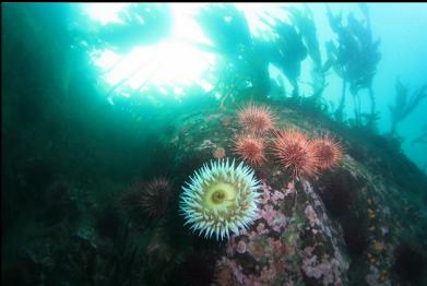fish-eating anemone on sloping reef