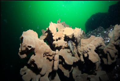 yellowtail rockfish in dead sponge