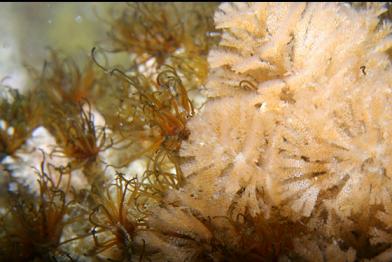 bryozoan and cemented tube worms