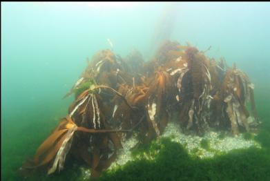 kelp-covered rock