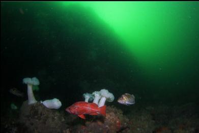 vermilion and copper rockfish at base of wall