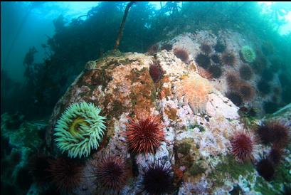 urchins and fish-eating anemones