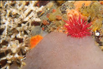 tiny anemone