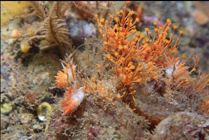 tiny nudibranchs on hydroids