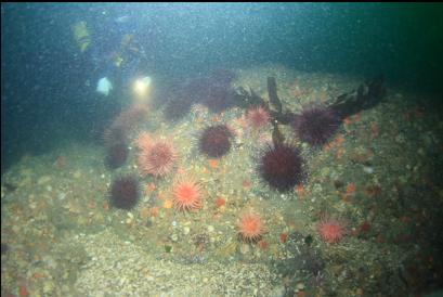 anemones and urchins 65 feet deep