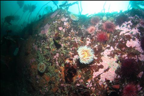fish-eating anemones and urchins