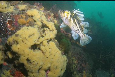 copper rockfish and yellow sponge