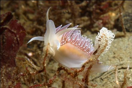 nudibranch and eggs