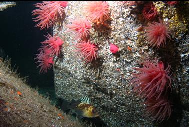 quillback rockfish and crimson anemones