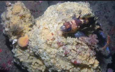 quillback rockfish on sponge