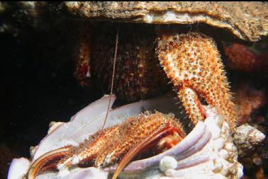 mating hermit crabs