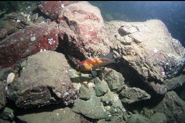 quillback rockfish at bottom of wall