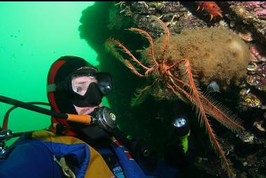 feather star on boot sponge