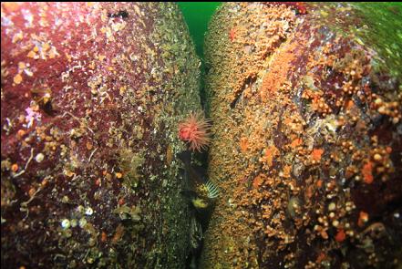 rockfish and crimson anemone between boulders