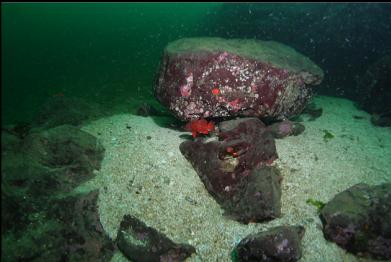 vermilion rockfish next to boulder