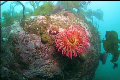 fish-eating anemone and sunflower star