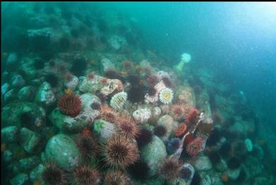 fish-eating anemones and urchins in rubble area at base of reef