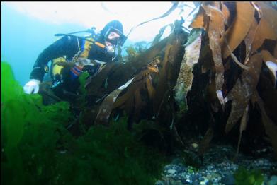 trying to see past kelp