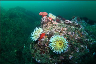 fish-eating anemones at base of reefs off point 60 feet deep