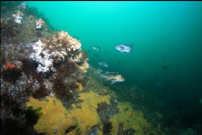 copper and black rockfish 60 feet deep