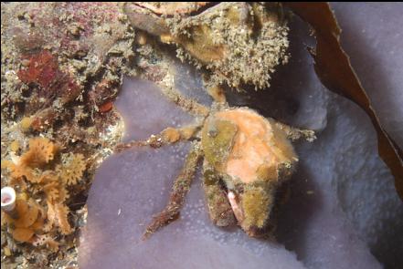 crab on a tunicate colony