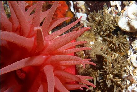 heart crab under a crimson anemone