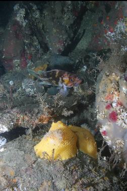 nudibranchs and copper rockfish