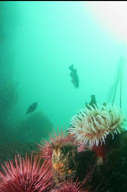 urchins, anemone and rockfish