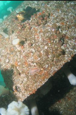 quillback rockfish and nudibranch on superstructure