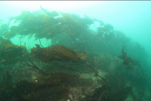 stalked kelp in the current