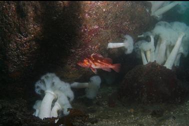 copper rockfish and plumose anemones