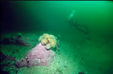 ANEMONES NEAR SANDY BOTTOM