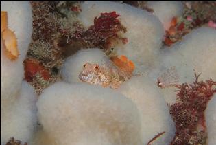 SCULPIN ON TUNICATE COLONY