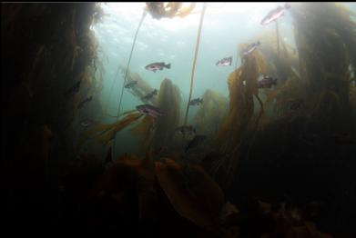 rockfish in kelp