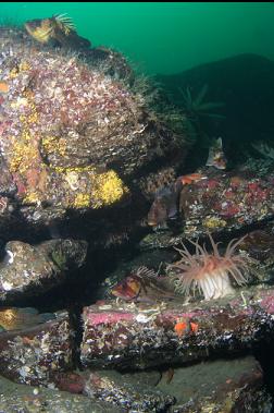 anemone and rockfish