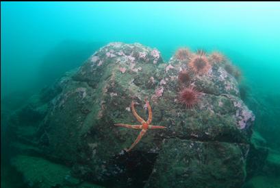 seastar and urchins