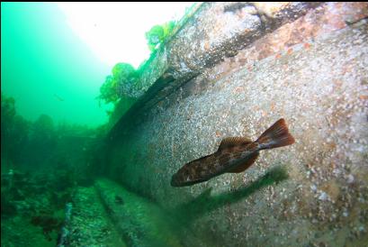 lingcod in wreck