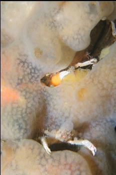 CRABS IN TUNICATE COLONY