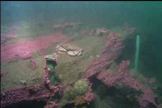 CRAB ON WRECK