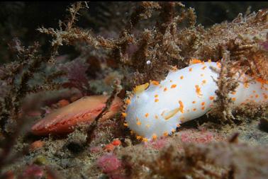 nudibranch and scallop