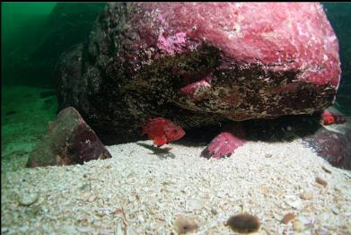 vermilion rockfish under boulder